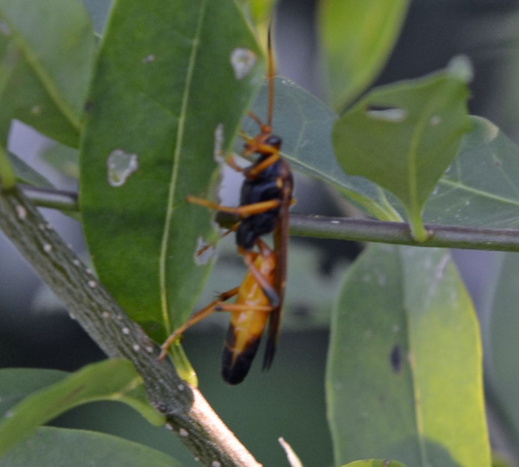 Imenottero id. (Ichneumonidae)